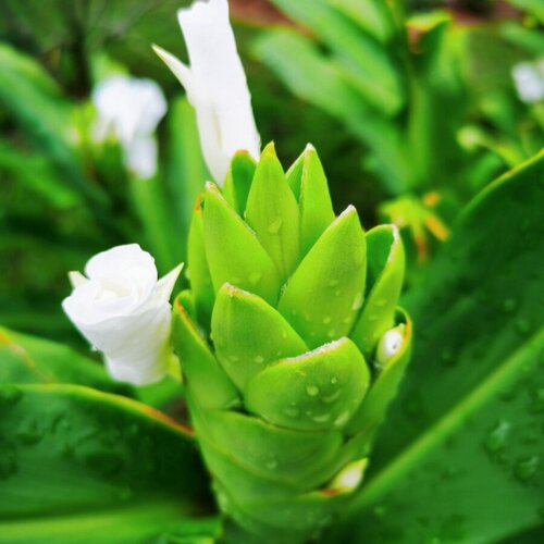 白姜花种块野生姜花苗姜花苗蝴蝶花种盆栽地栽白香球根花很香的花 - 图0