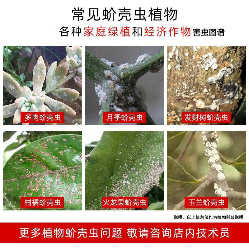 国光蚧介壳虫药专用柑橘果树农药杀虫除虫剂多肉月季兰花卉蚧必治-图0