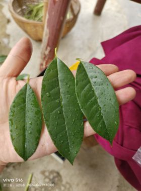 桂花树叶现采发货 新鲜桂花树叶 幼儿教学设计材料手工材料真树叶