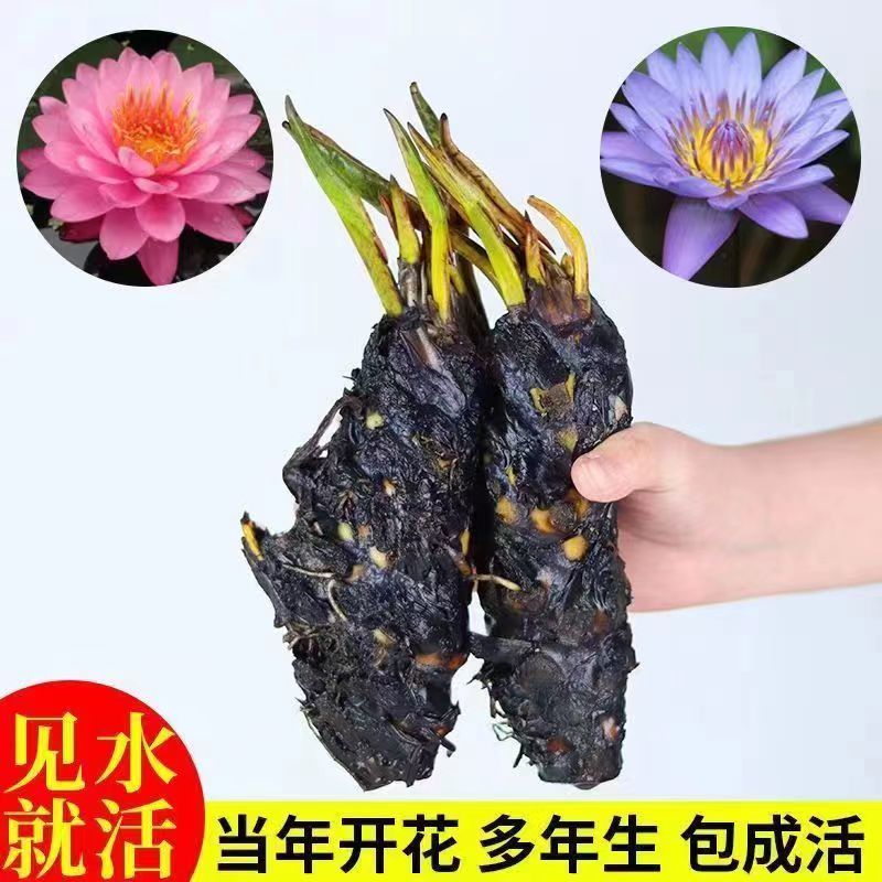 香水睡莲花鱼缸睡莲根块带花苞四季盆栽水培植物庭院大小睡莲花苗 - 图1