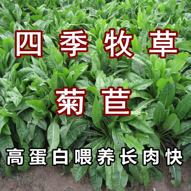 进口菊苣种籽牧草种子多年生四季养殖鸡鸭鹅兔猪牛羊吃的饲料草籽