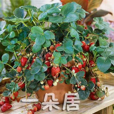 樱桃番茄种子圣女果小番茄盆栽西红柿蔬菜水果花种子四季易种活