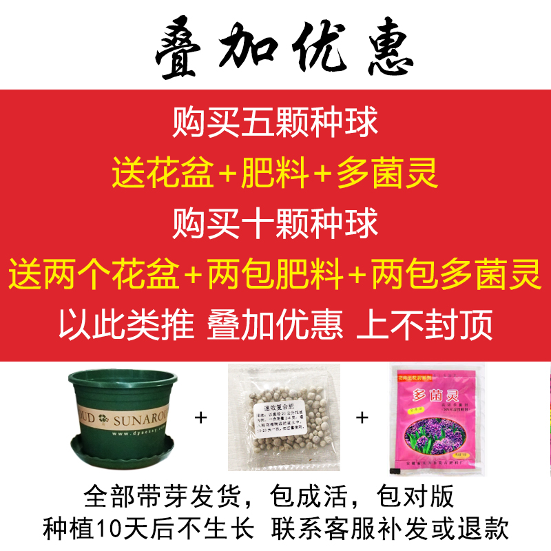 香水百合种球带芽四季开花室内阳台易种植绿植花卉种子盆栽送花盆