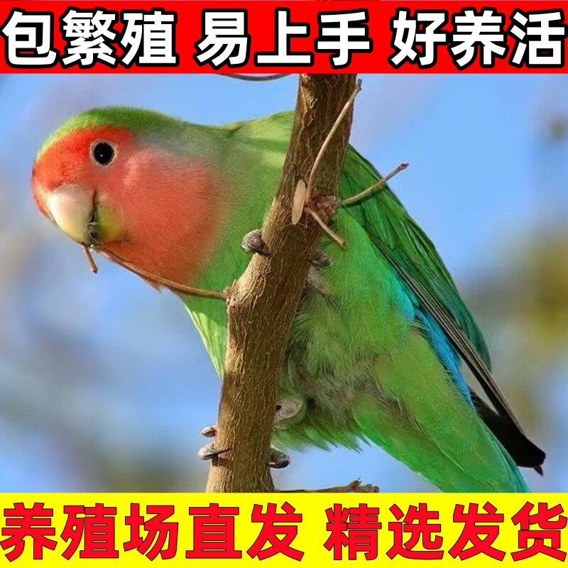 牡丹鹦鹉活鸟黄桃绿桃家庭宠物鸟学说话可手养可繁殖可爱小鸟亲人