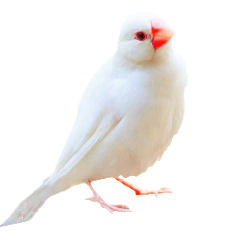 珍珠鸟家养宠物鸟灰色白色珍珠鸟小珍珠鸟一对可繁殖观赏鸟,淘宝优惠券,粉丝福利购,淘宝优惠卷