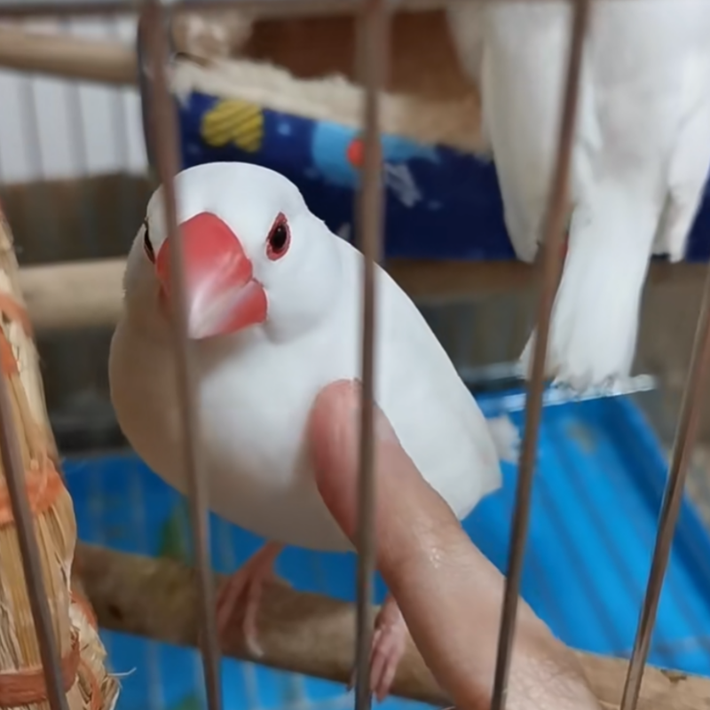 文鸟活体宠物白文鸟灰文鸟特价全品便宜观赏鸟繁殖观赏鸟一对小鸟,淘宝优惠券,粉丝福利购,淘宝优惠卷