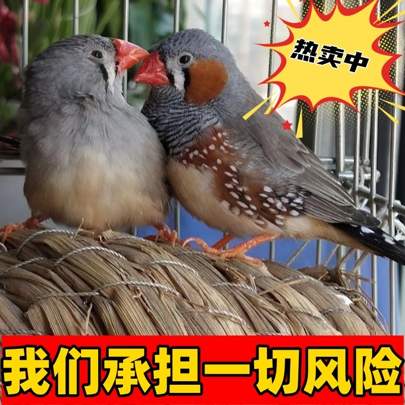 珍珠鸟家养宠物鸟灰色白色珍珠鸟小珍珠鸟一对可繁殖观赏鸟,淘宝优惠券,粉丝福利购,淘宝优惠卷