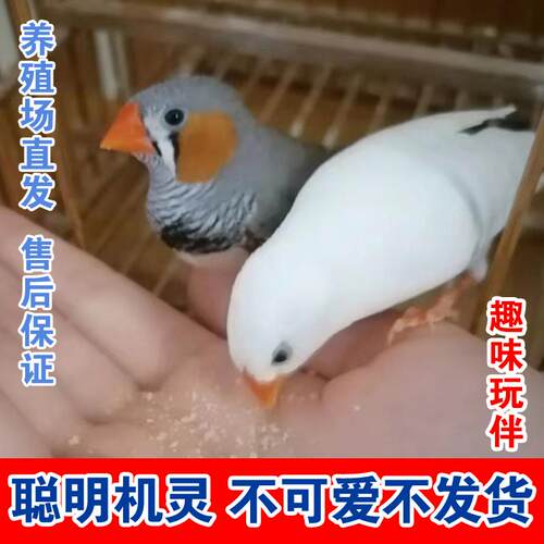 珍珠鸟活鸟灰白驼色珍珠文鸟十姐妹一对种鸟幼鸟可繁殖宠物手养鸟 - 图2