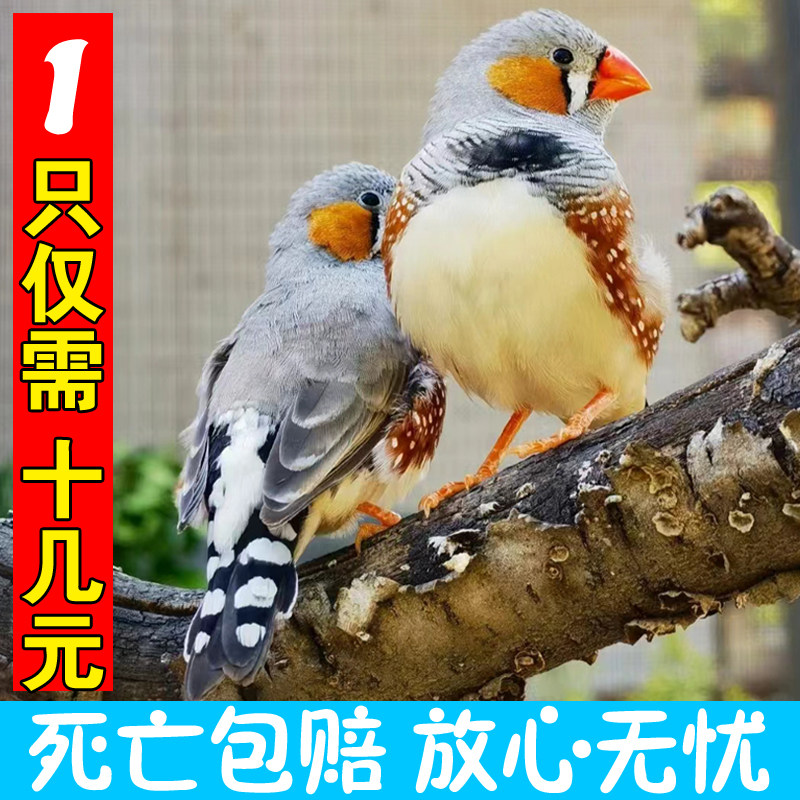 珍珠灰色珍珠白色和珍珠驼色可繁殖一公一母宠物鸟可爱鸟活泼机灵,淘宝优惠券,粉丝福利购,淘宝优惠卷
