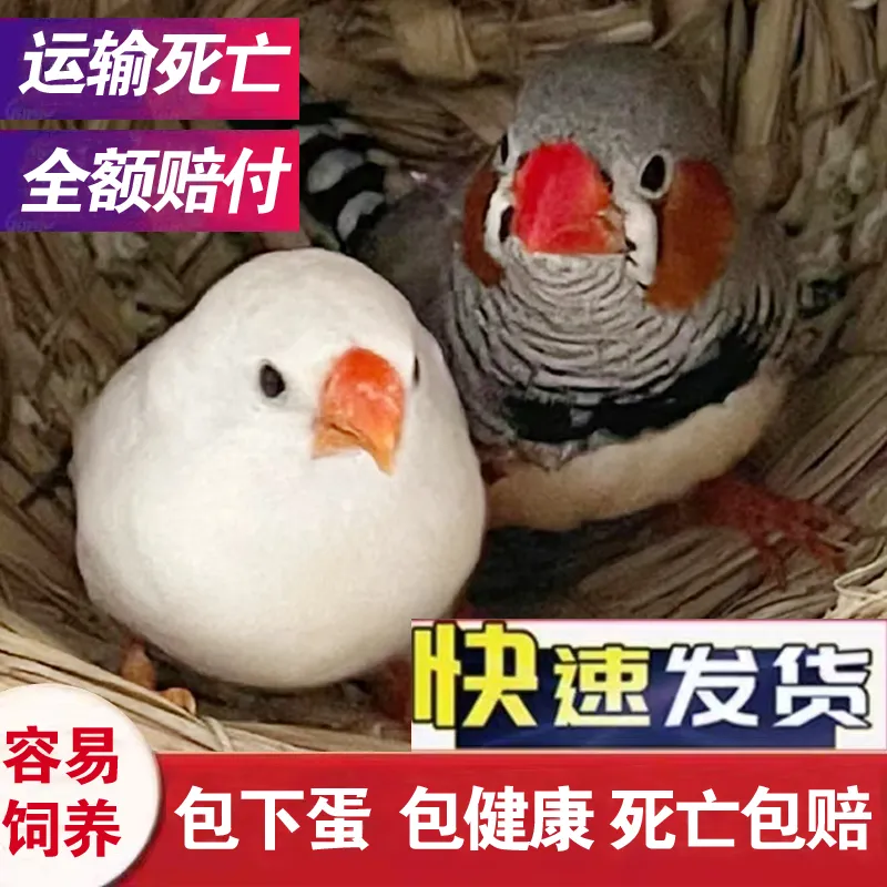 珍珠鸟宠物活物灰白文鸟七彩文鸟灰白珍珠活鸟萌宠物鸟一对小鸟活,淘宝优惠券,粉丝福利购,淘宝优惠卷