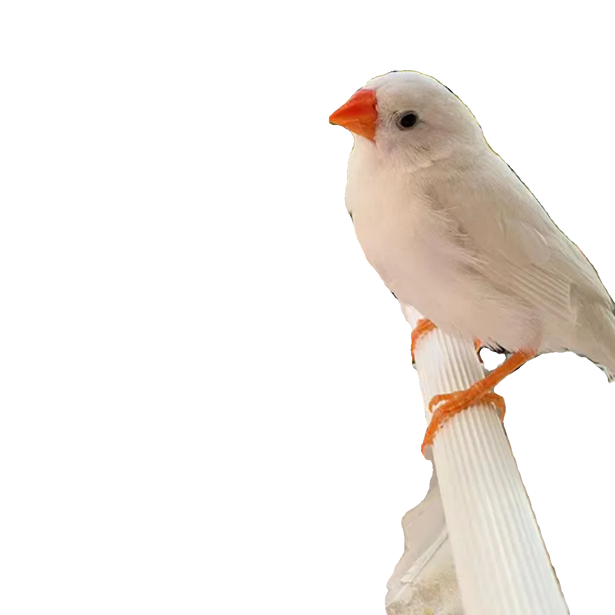 珍珠鸟宠物活物灰白文鸟七彩文鸟灰白珍珠活鸟萌宠物鸟一对小鸟活,淘宝优惠券,粉丝福利购,淘宝优惠卷