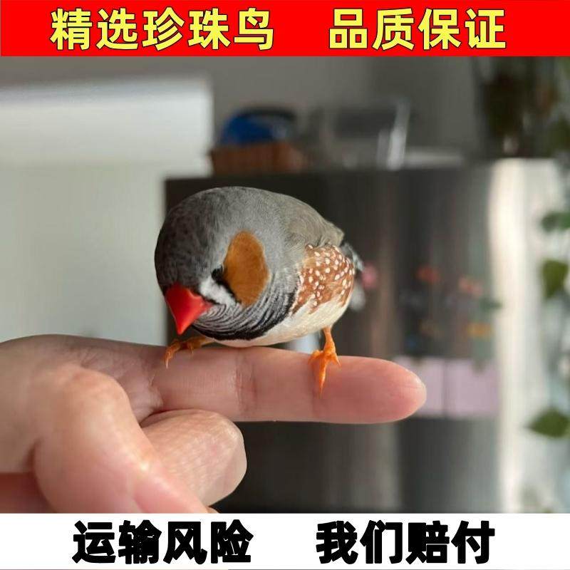 珍珠鸟白色珍珠灰色和珍珠驼色一对可繁殖宠物鸟观赏鸟粘人温顺鸟,淘宝优惠券,粉丝福利购,淘宝优惠卷