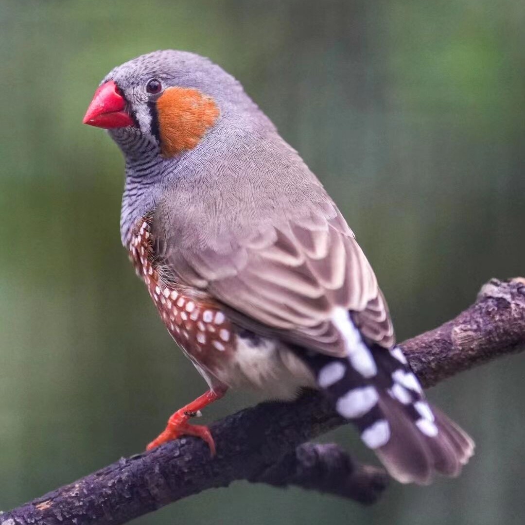 珍珠鸟宠物活物灰白文鸟七彩文鸟灰白珍珠活鸟萌宠物鸟一对小鸟活,淘宝优惠券,粉丝福利购,淘宝优惠卷