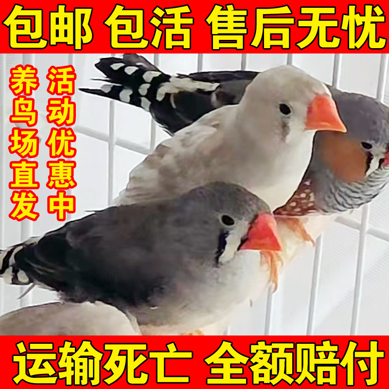 珍珠灰色珍珠白色和珍珠驼色可繁殖一公一母宠物鸟可爱鸟活泼机灵,淘宝优惠券,粉丝福利购,淘宝优惠卷