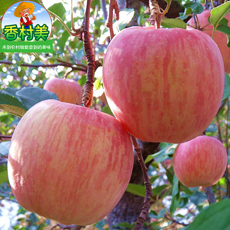 香村美旗舰店【每日好货】陕西苹果水果10斤整箱吃的脆甜大应季现摘新鲜红富士0