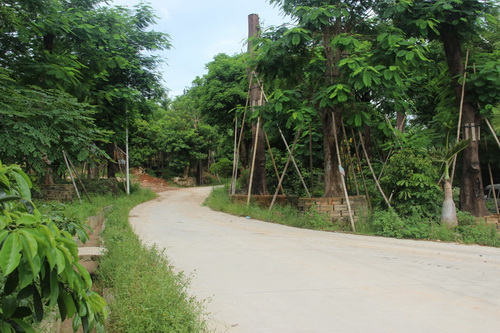 深圳苗圃基地绿化苗木乔木灌木庭院绿化植物树苗高行道树洋紫荆树-图0