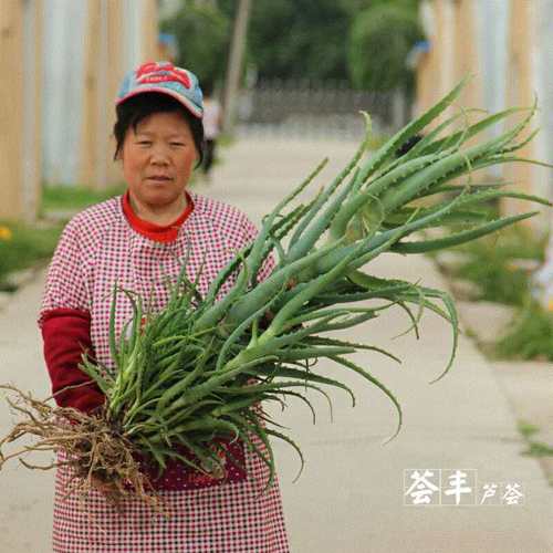 日本木立芦荟植物盆栽 龙爪菊芦荟盆栽龙爪芦荟 食用药用芦荟叶片 - 图0