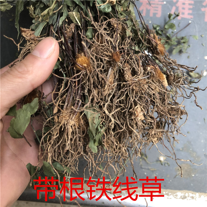 中药材猪鬃草2斤包邮 铁线蕨 铁线草水猪毛七猪毛草黑骨芒箕带根
