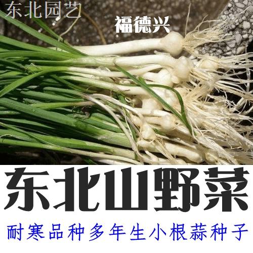 小根蒜种子 东北野生大头小葱阳台盆栽青菜东北山野菜多年生植物 - 图1