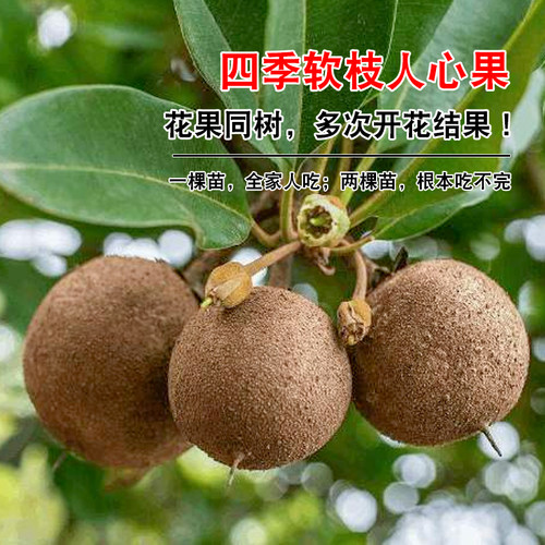 四季软枝人心果树苗广西仁心果越南大果人心果树苗庭院盆栽地栽 - 图2