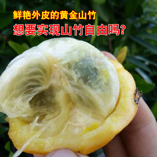 广西岭南山竹子 竹节子果 罗檬树竹节果树泰国山竹常绿果苗树苗 - 图1