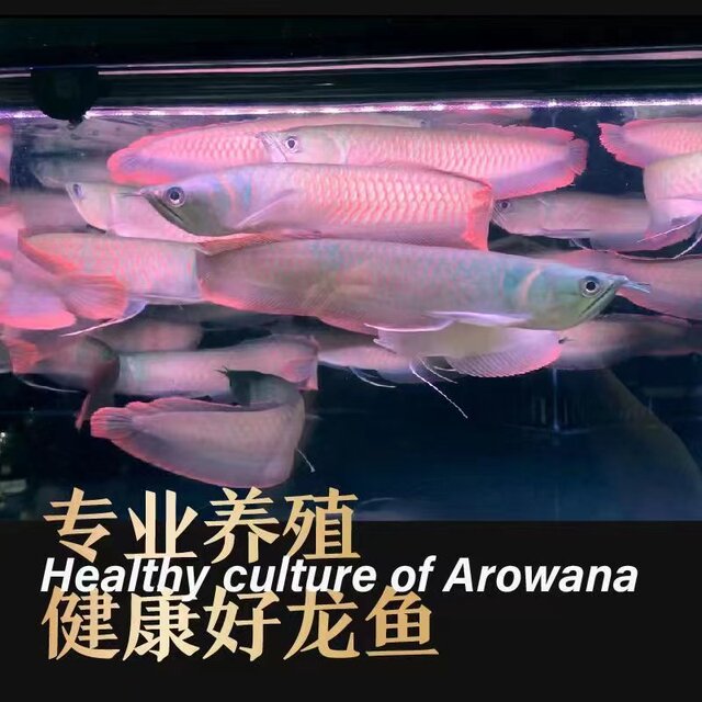 Letao Colorful Dragon upper fish green bottom red frame easy to maintain