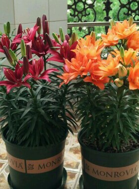 好看好养的香水百合花大球多种子