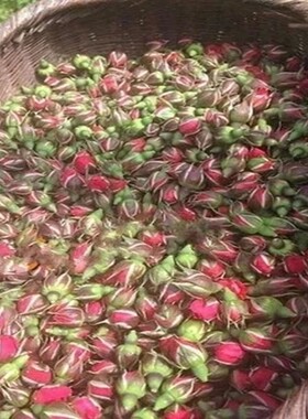 包邮 食用玫瑰花苗 大马士革玫瑰苗 可做玫瑰茶