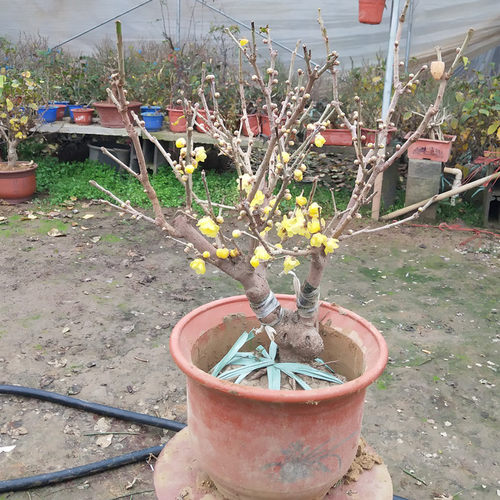 梅花盆栽老桩红梅腊梅盆景树苗花卉耐寒植物室内阳台庭院 - 图0