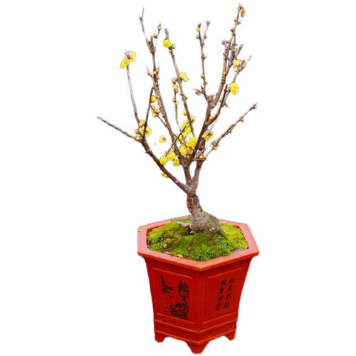 梅花盆栽老桩红梅腊梅盆景树苗花卉耐寒植物室内阳台庭院 - 图3