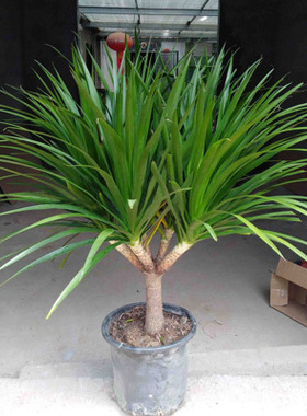 龙须多头树苗盆栽大型客厅植物