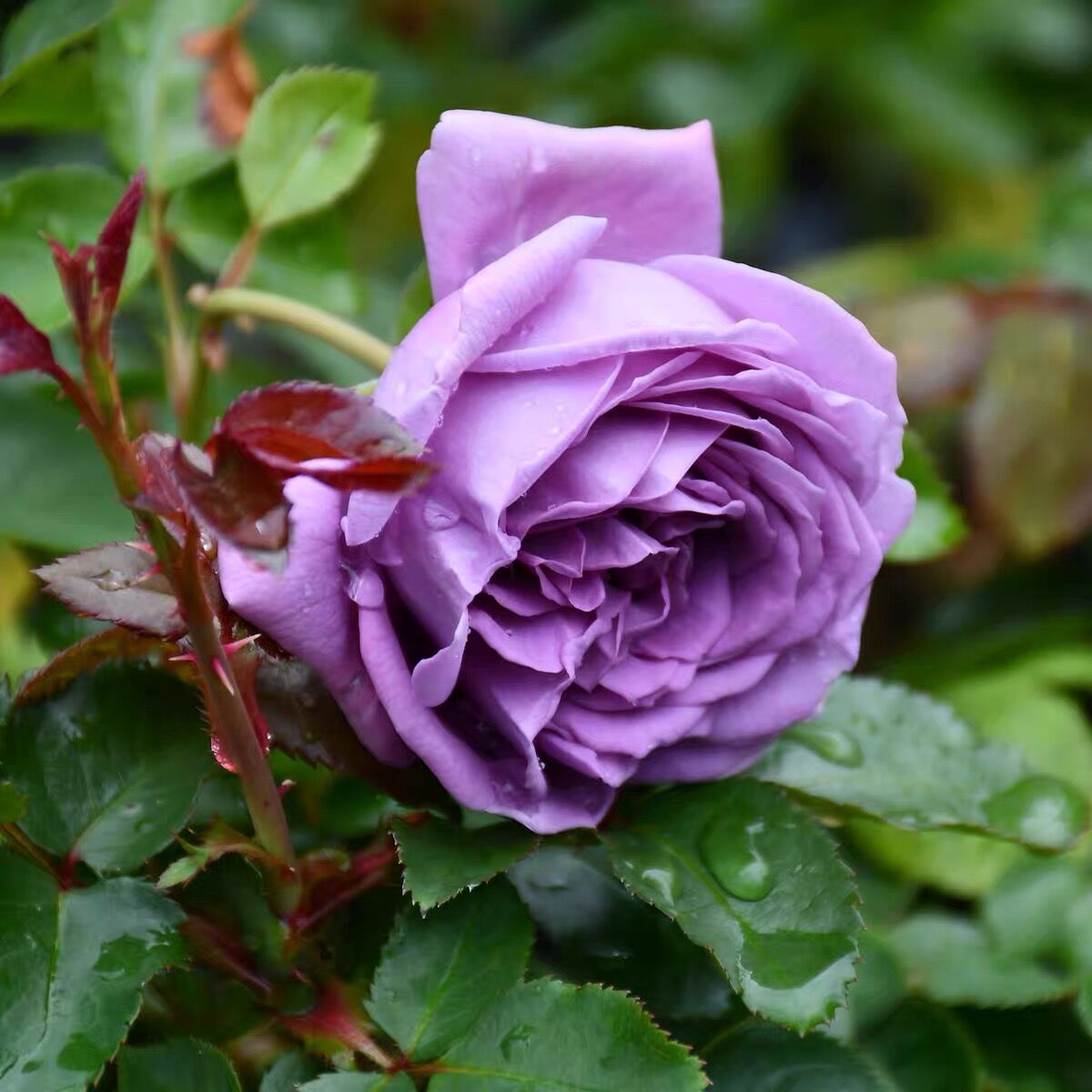 家居饰品 阳台  蓝紫色 大花 浓香 月季花 苗  微蓝   花苗 - 图2