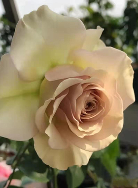 中苗第九天使四季花卉玫瑰