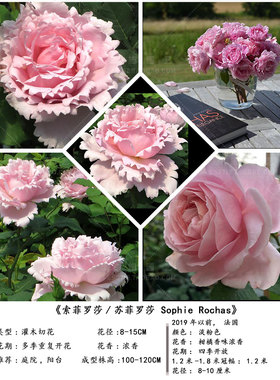 新品法国玫瑰索菲罗莎大花浓香月季花苗四季开花阳台庭院耐寒抗病