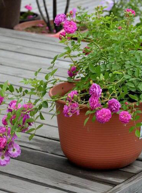 浓香微型甜蜜玫瑰多花绿植马车