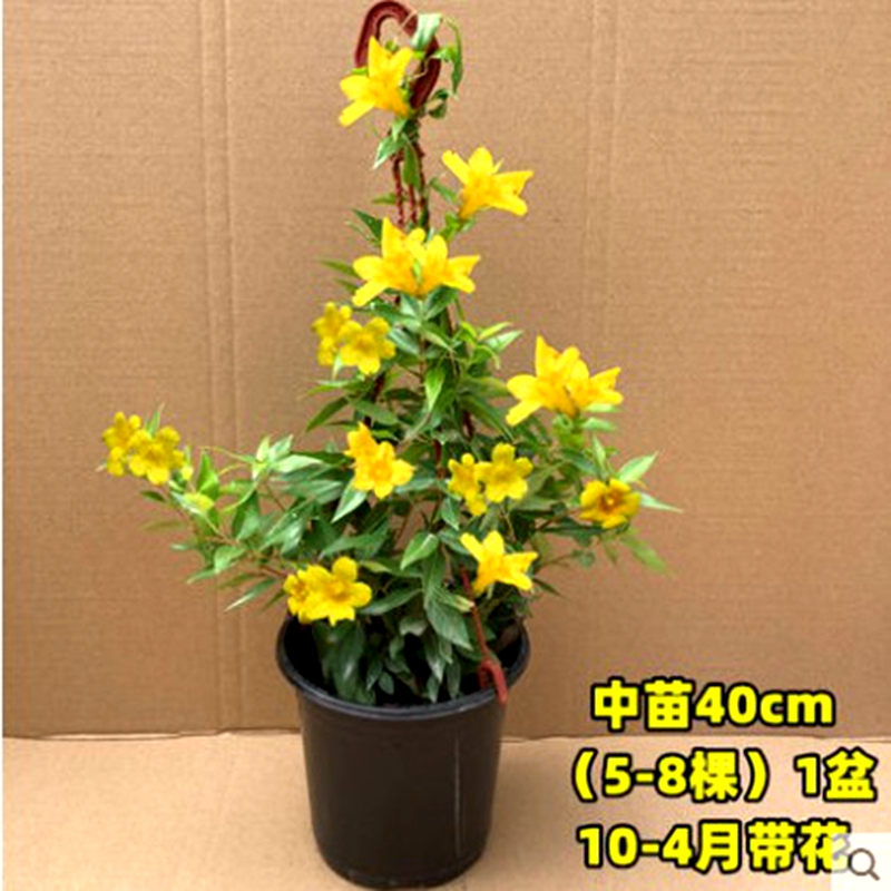 法国香水藤茉莉花苗盆栽带花苞耐寒爬藤植物冬季开花易养活络石藤