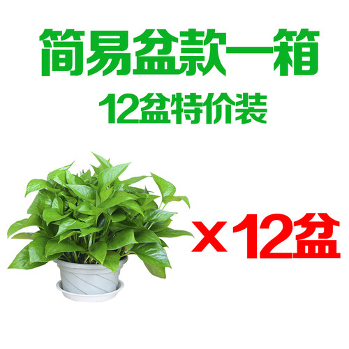 大叶绿萝盆栽办公桌室内绿植水培花卉植物净化空气客厅盆景 - 图1