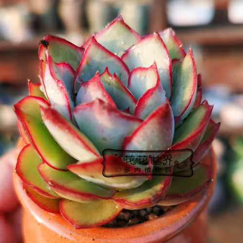 多肉植物奶酪昂斯诺贝瑞花月夜苯巴月影吉娃娃冰梅奥普姬莲状态 - 图0
