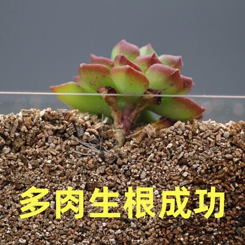 月季扦插蛭石珍珠岩专用营养土大颗粒养花多肉绣球育苗土发根生根 - 图2