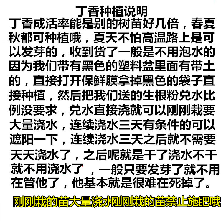 丛生丁香花树苗浓香花苗耐寒庭院四季室外别墅白紫丁香花盆栽嫁接 - 图2