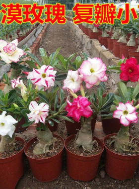 沙漠玫瑰盆栽牡丹花卉植物特大号