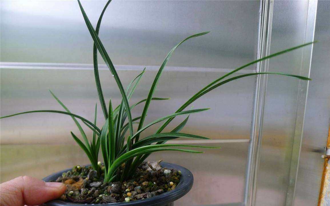 包邮浙江名品兰花苗盆景  蕙兰【王氏素荷】浓香绿植花卉盆景园艺,淘宝优惠券,粉丝福利购,淘宝优惠卷