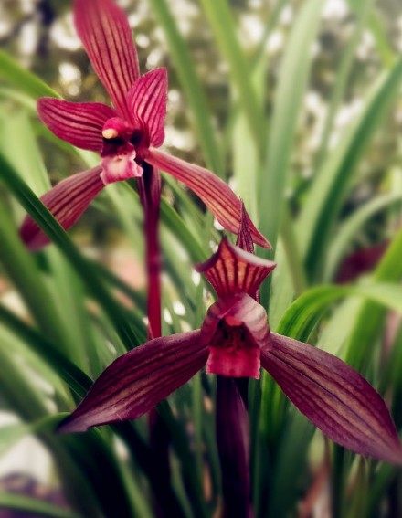 包邮四川名品兰花苗  春兰【刘三红】浓香室内绿植花卉盆景园艺,淘宝优惠券,粉丝福利购,淘宝优惠卷