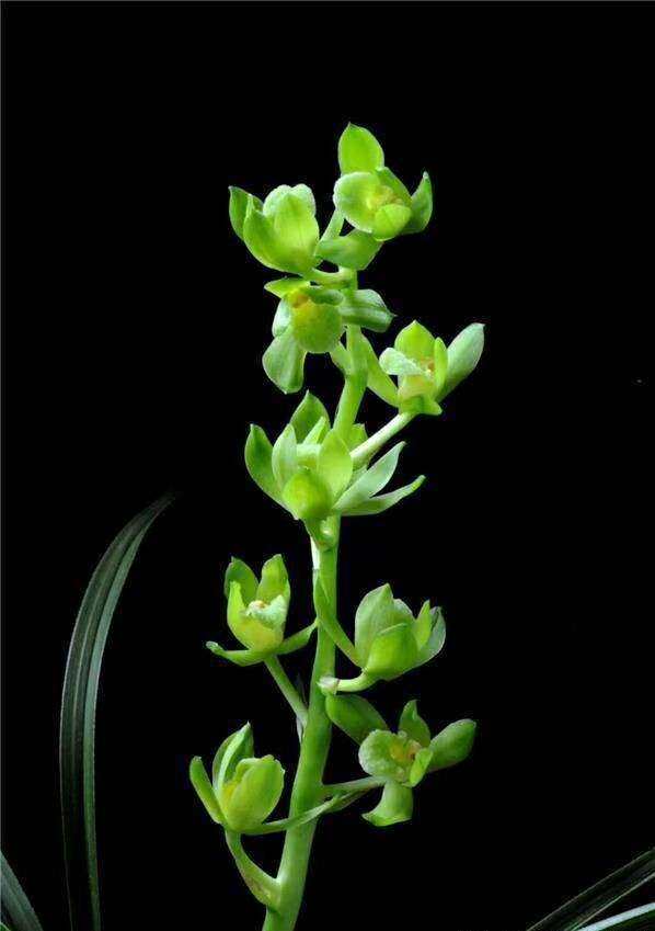 包邮浙江名品兰花苗盆景  蕙兰【王氏素荷】浓香绿植花卉盆景园艺,淘宝优惠券,粉丝福利购,淘宝优惠卷