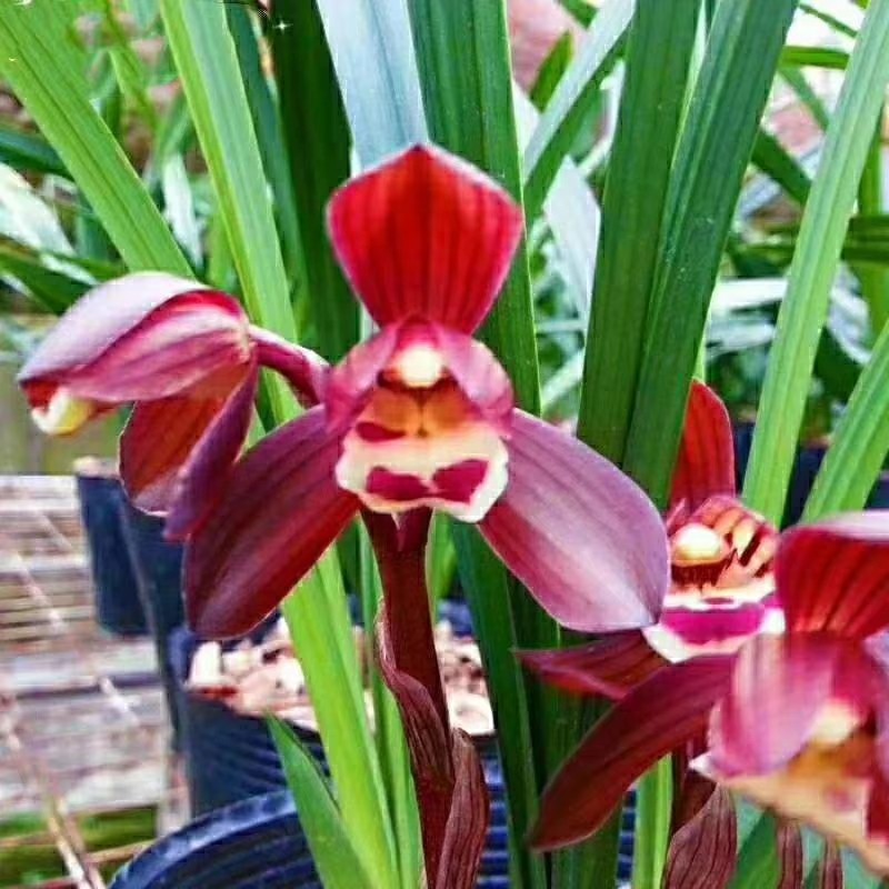 包邮福建自然老种兰花苗 春兰【富贵红荷】浓香绿植花卉园艺盆景,淘宝优惠券,粉丝福利购,淘宝优惠卷