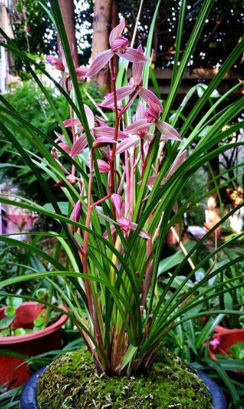 云南自然老种兰花苗 莲瓣兰【映山红】浓香绿植花卉园艺盆景,淘宝优惠券,粉丝福利购,淘宝优惠卷