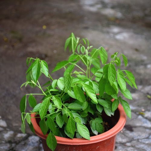 潮汕家庭红花石榴花盆栽开花植物盆栽喜庆吉祥花卉抹草仙草苗 - 图1