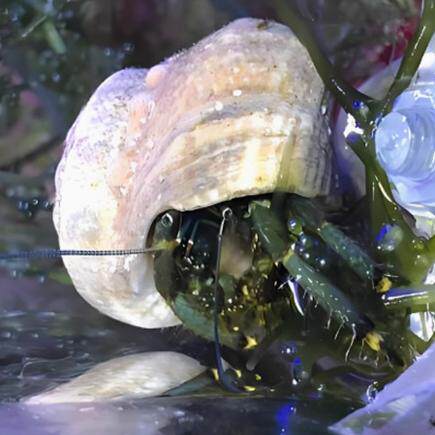 【绿艺水族】海缸清洁生物翻砂海星假棉羊虾紫底星螺除藻不伤珊瑚