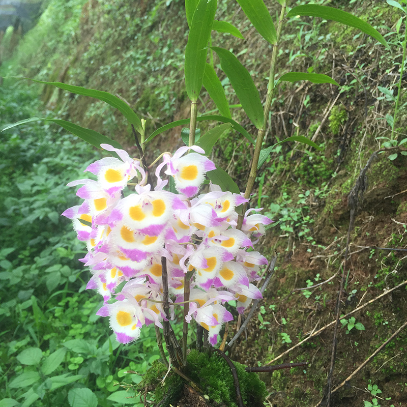 道地养生旗舰店【天心琉璃石斛板植】道地养生铁皮石斛苗石斛鲜条石斛枫斗石斛花1