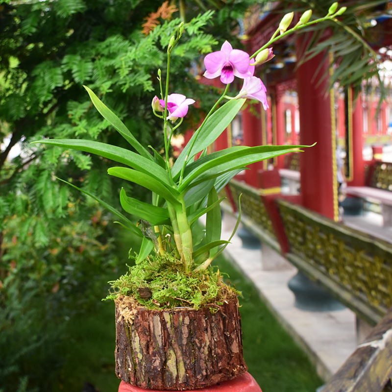 道地养生旗舰店【碧海潮生石斛树桩】带木头发货非铁皮石斛苗鲜条枫斗铁皮石斛花2